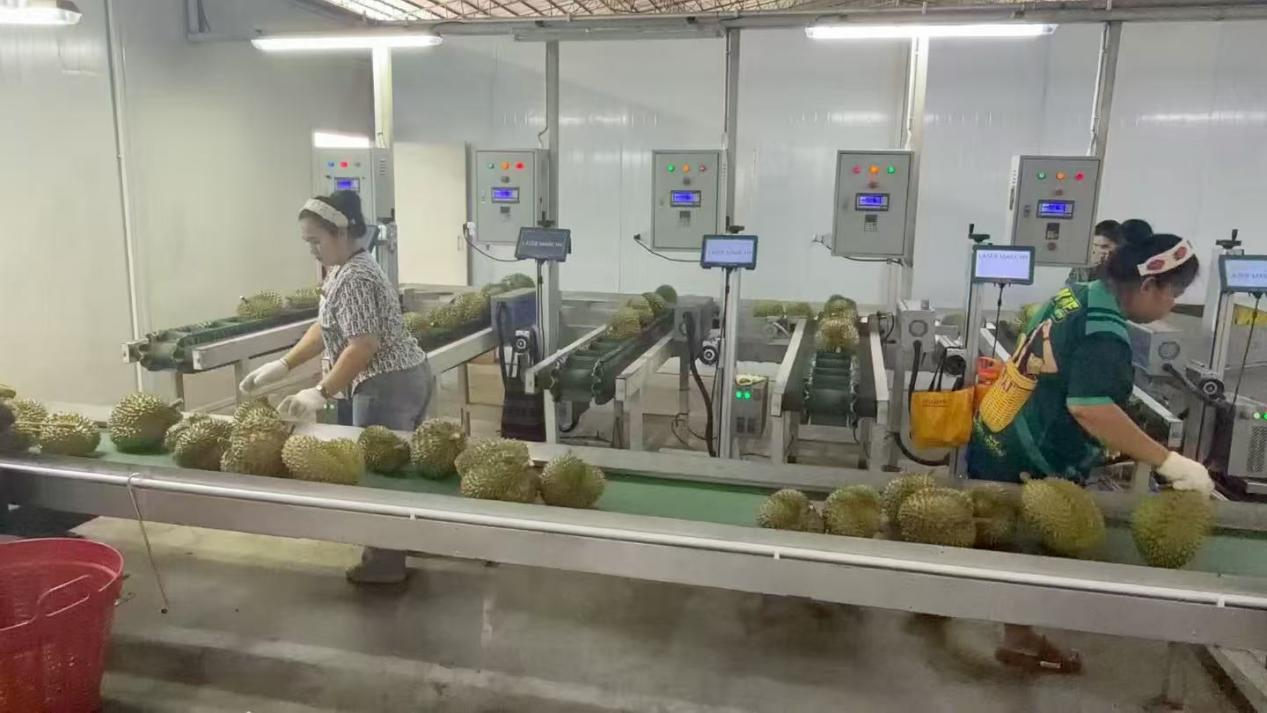一颗榴莲的“跨国之旅”:藏在“榴莲自由”背后的中国铁物力量